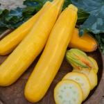 Potagères - Courgette Jaune Gold Rush HF1 - BIO - face recto